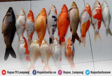 Kupas Tuntas Belasan Ikan Koi Milik Warga Lampung Tengah Mati Mendadak