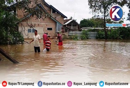 Kupas Tuntas Ditengah Banjir Warga Sidomulyo Lamsel Panen Ikan Lele