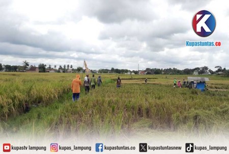 Kupas Tuntas Diterjang Hujan Angin Hektaran Sawah Di Metro Roboh