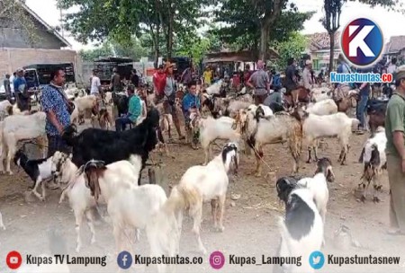 Kupas Tuntas Jelang Idul Adha Pasar Kambing Kampung Adi Jaya