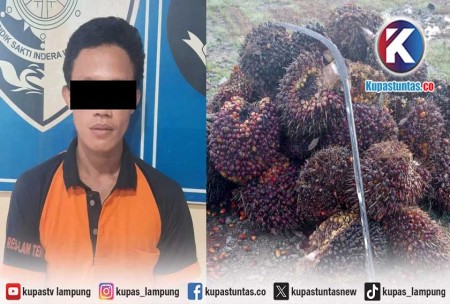 Kupas Tuntas Kepergok Curi 1 4 Ton Sawit Di Lampung Tengah Satu