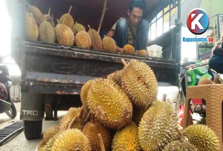 Kupas Tuntas Panen Raya Si Raja Buah Pedagang Durian Musiman Di Way