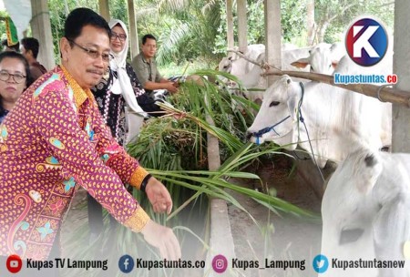 Kupas Tuntas Pemprov Lampung Salurkan Ekor Sapi Po Betina Ke