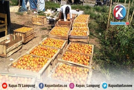 Kupas Tuntas Petani Di Pesawaran Panen 15 Peti Tomat Per Hari Raup