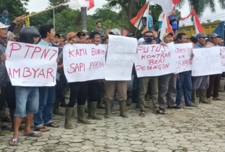 Kupas Tuntas Ratusan Buruh Demo Di Kantor Ptpn Vii Menuntut Diangkat