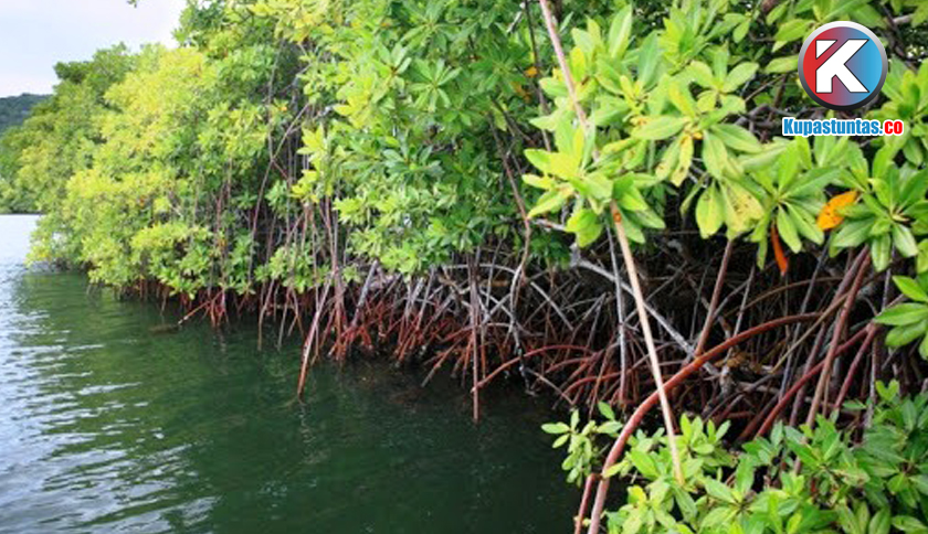 Hutan mangrove lampung