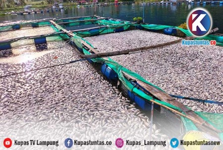 Kupas Tuntas Terungkap Ini Penyebab Ton Ikan Mati Di Perairan